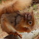 A British red squirrel with leprosy on its ear. (Image: © Dorset Wildlife Trust)